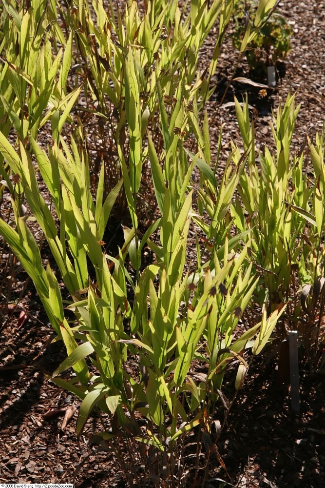 chasmanthium_laxum_1